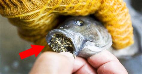 Do You Eat Tilapia New Study Shows Its One Of The Most Toxic Seafood