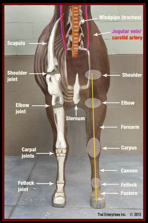 Horse Hind Leg Anatomy