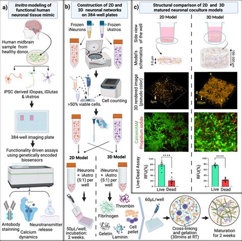 Schematic For The Biofabrication Of Functional D Gel Based Neural