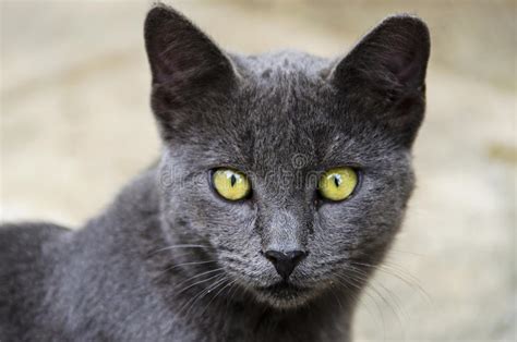 Grey Beautiful Cat With Yellow Eyes Stock Photo Image 35929852