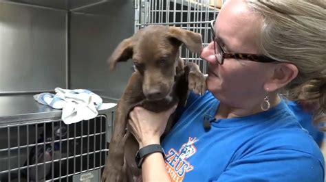 Tulsa Humane Society Has Team In Houston Helping At Animal Shelters