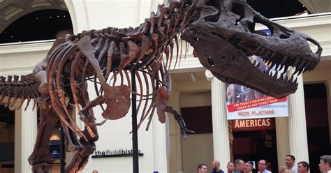 Field Museum To Move Sue The T Rex For New Display Cbs Chicago