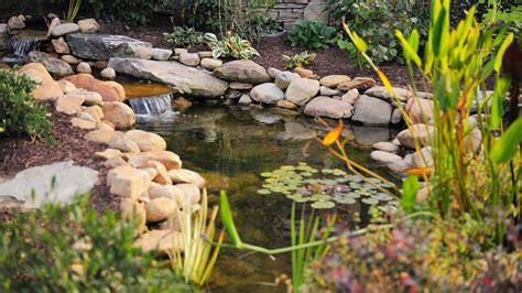 How To Build A Pond In Your Yard Its Not As Easy As Just Digging A