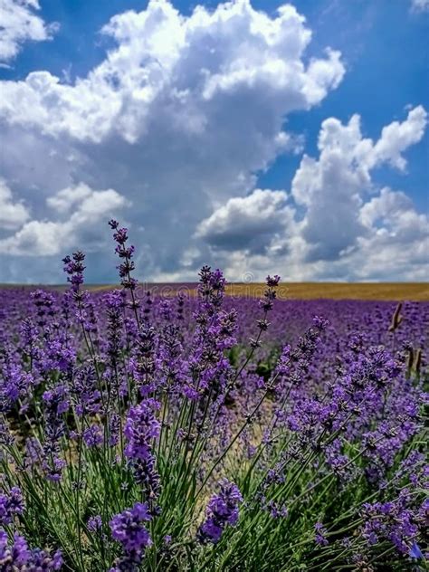 Field Of Purple Lavender Flowers Stock Photo Image Of Blue Prairie