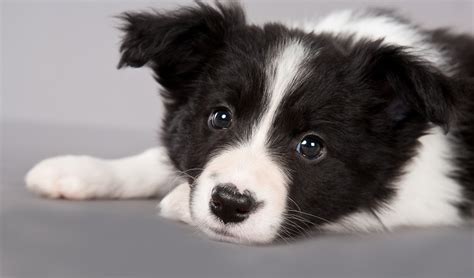 Barbara Obrien Photography News Seven Week Old Border