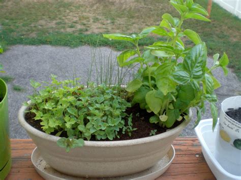 Gardening In The Boroughs Of Nyc Herb Garden Update Part 3