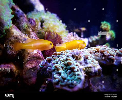 Yellow Clown Goby Gobiodon Okinawae Stock Photo Alamy