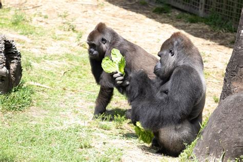 Audubon Zoo Announces Pregnancy Of Critically Endangered Gorilla First