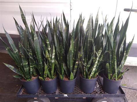 Buy Sansevieria Trifasciata Black Coral Snake Plant Mother In Laws