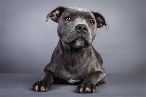 Attachment Beautiful And Amusing Dog Portraits By Rolf Flor 16