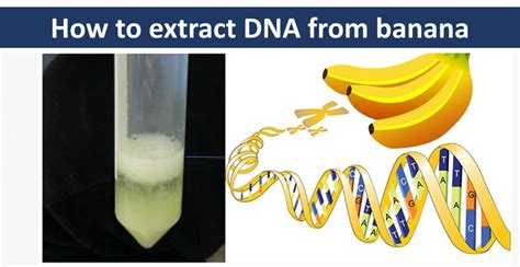 Dna Isolation Using Household Items Scitales