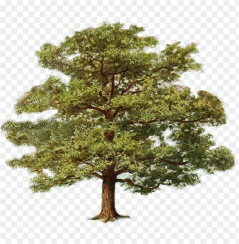 Free Oak Tree Clipart 10 Free Cliparts Download Images On Clipground 2024
