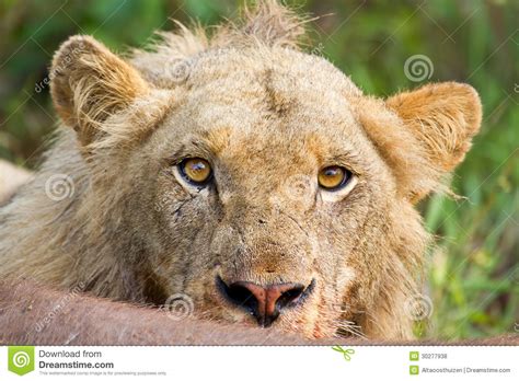 Angry Lion Stare Portrait Closeup Upset Yellow Eyes Royalty Free Stock