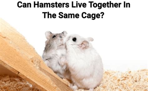 Can Hamsters Live Together In The Same Cage Heres What You Should