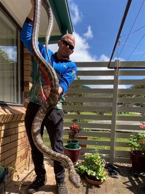Queensland Snake Wrangler Shocked By Massive Carpet Python Under Wheelie Bin Herald Sun