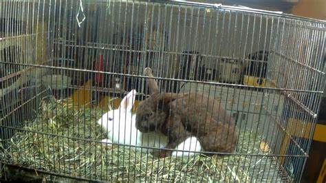 Cute True Dwarf Rabbits Bunnies Mating Youtube
