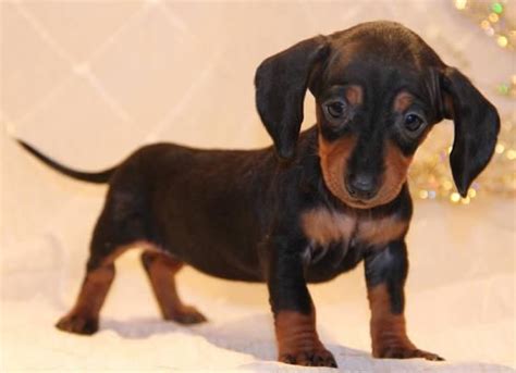 Below is a sample search of our dachshund breeders with puppies for sale. Dachshund Puppies For Sale | Rochester, NY #151898