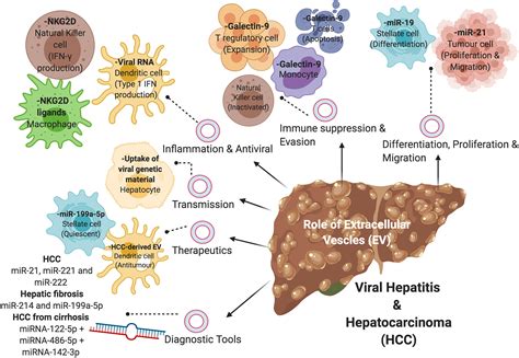 Frontiers Pathogenesis Of Viral Hepatitis Induced Chronic Liver