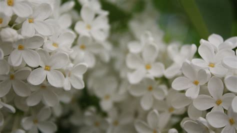 1920x1080 Lilac Summer Tree Blooms White Coolwallpapersme