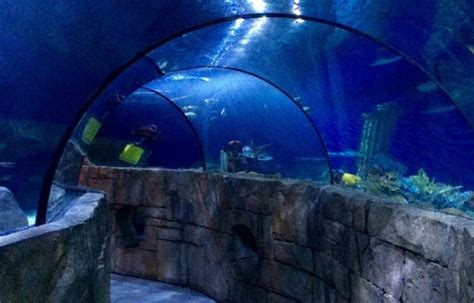 Sea Life Aquarium Discount Tickets Carlsbad California