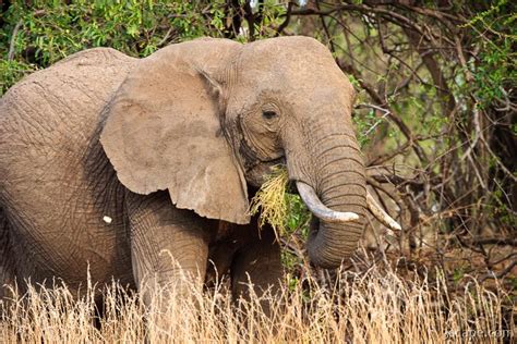 Elephant Eating Grass Photograph By Adam Romanowicz