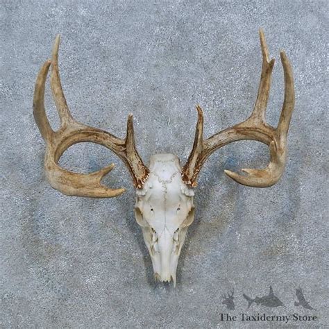 Whitetail Deer Skull European Mount For Sale 15355 The Taxidermy Store