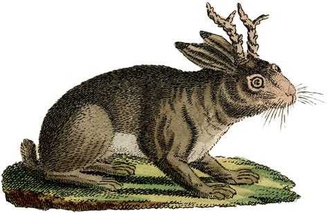 Vintage Rabbit With Horns Image The Graphics Fairy