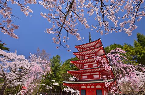 Hanami Cherry Blossom Viewing Calendar 04 Explore Japan Kids