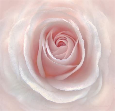 Everlasting Pink Rose Flower Photograph By Jennie Marie Schell Fine