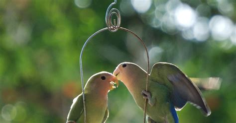 Captured Moments By Lissc Kissing Love Birds