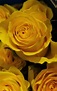 Rose Brighton - Standard Rose - Roses - Flowers by category | Sierra ...