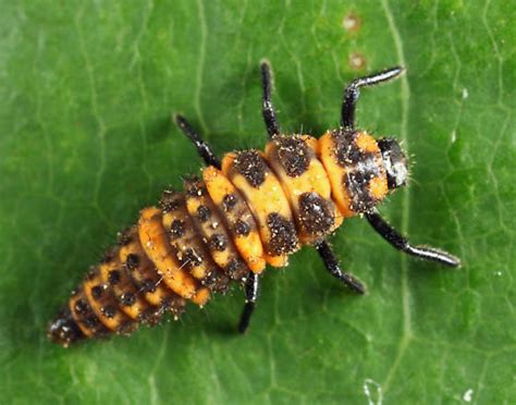 Spotted Lady Beetle Larva Coleomegilla Maculata Bugguidenet