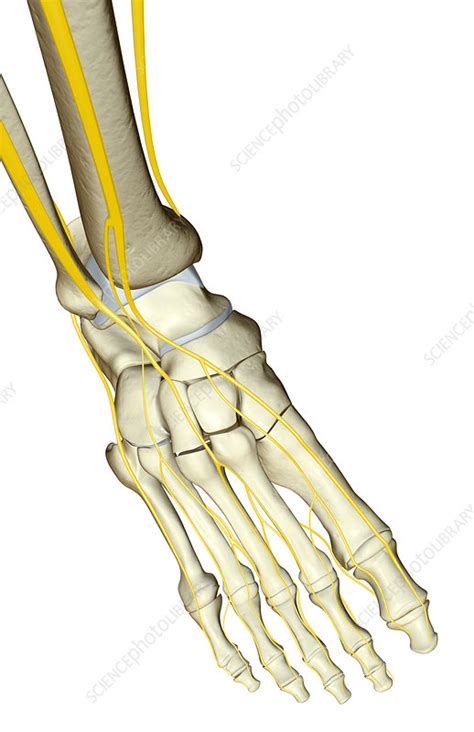 The Nerves Of The Foot Stock Image F0015732 Science Photo Library