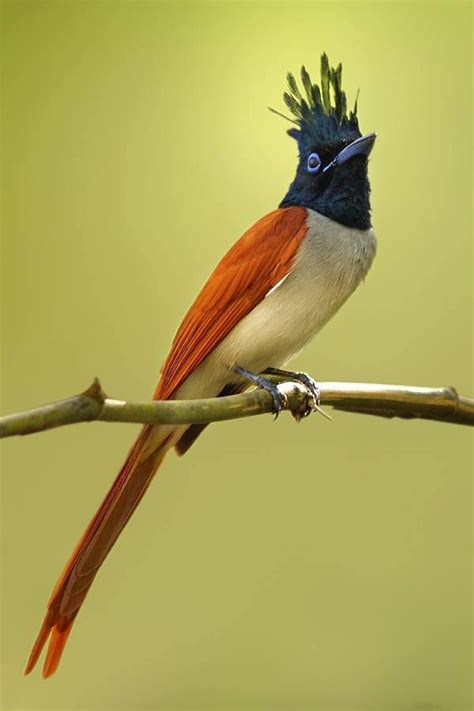 Asian Paradise Flycatcher Terpsiphone Paradisi In India By Sharad