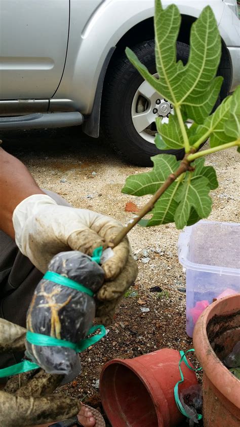 Cara tut pokok buah tin untuk membuat benih semaian. Amanda Putri's Garden: Cara menanam benih pokok tin dari ...