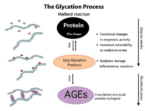 The term ages (advanced glycation end products) refers to a lipid or protein being glycated, meaning sugar or aldehyde binds with the protein or lipid. » Makeup and Skincare Ingredients Beauty Blog | Makeup ...
