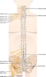 Nerve Plexus Wikipedia Dermatomes Chart And Map