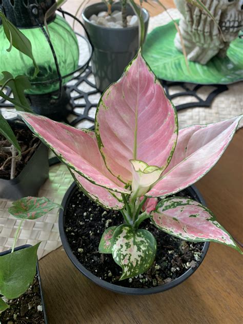 Aglaonema Pink Gem 💖💕💗💓💞💘💖💗💓 Rpinkplants