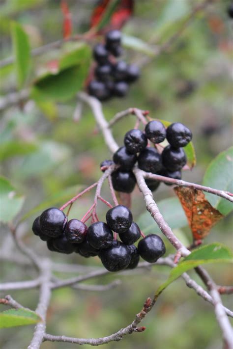 50 Edible Wild Berries And Fruits A Foragers Guide