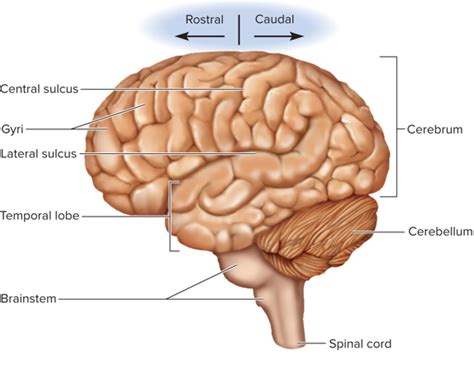Brain Diagram Quizlet