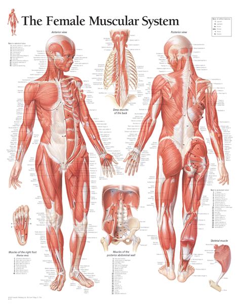 Female Muscular System Anatomical Parts Charts