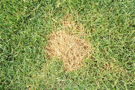 Make Dead Patches In Your Lawn Disappear