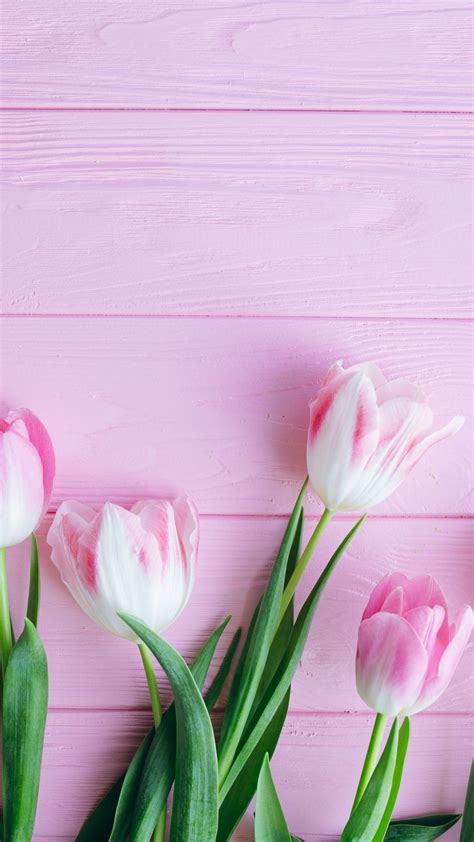 Download Wallpaper 1440x2560 Tulip Flowers Fresh Qhd Samsung Galaxy