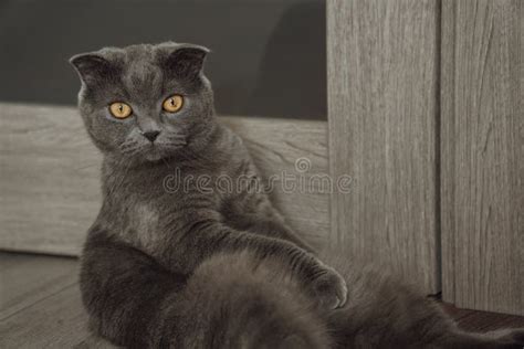 Grey Funny Cat Stock Photo Image Of Portrait Kitty 238678028