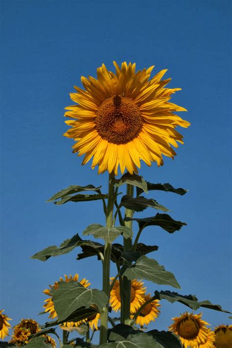 Miradas A Través De Un Visor Girasoles Planta Heliotrópica Posee