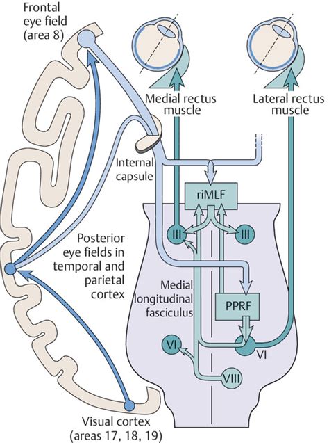 Diseases Of The Cranial Nerves Neupsy Key