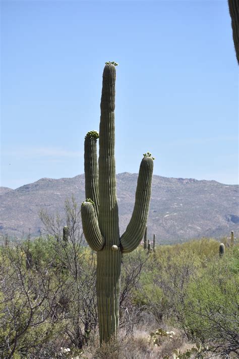 Saguaro National Park Giant Cactus Sentinel Journey To