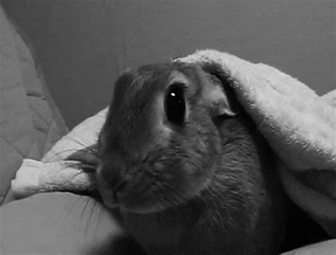 Black And White Rabbits  Find And Share On Giphy