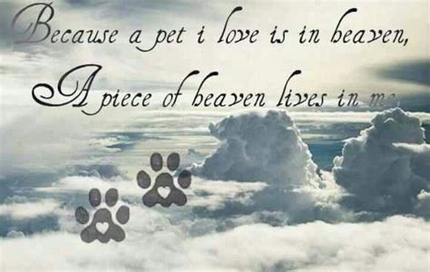 Pin By Lorenia Sepulveda On Things I Love Dog Heaven Dog Heaven Poem