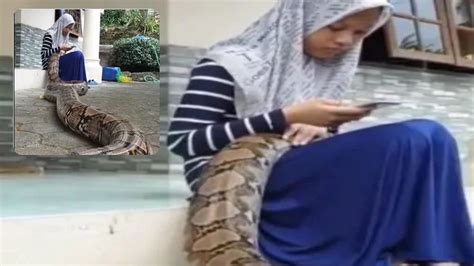 The Python Was Seen Sleeping With Its Head On The Girls Lap People